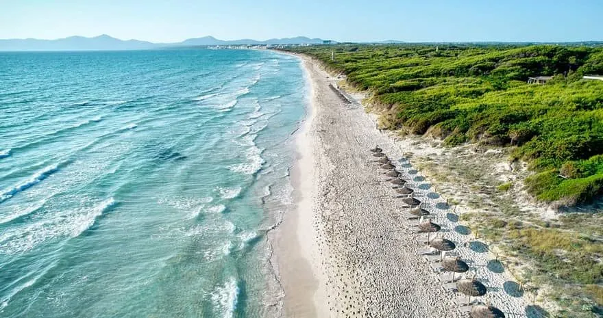 Luftaufnahme der Playa de Muro mit Strohschirmen und Dünenvegetation im Norden Mallorcas